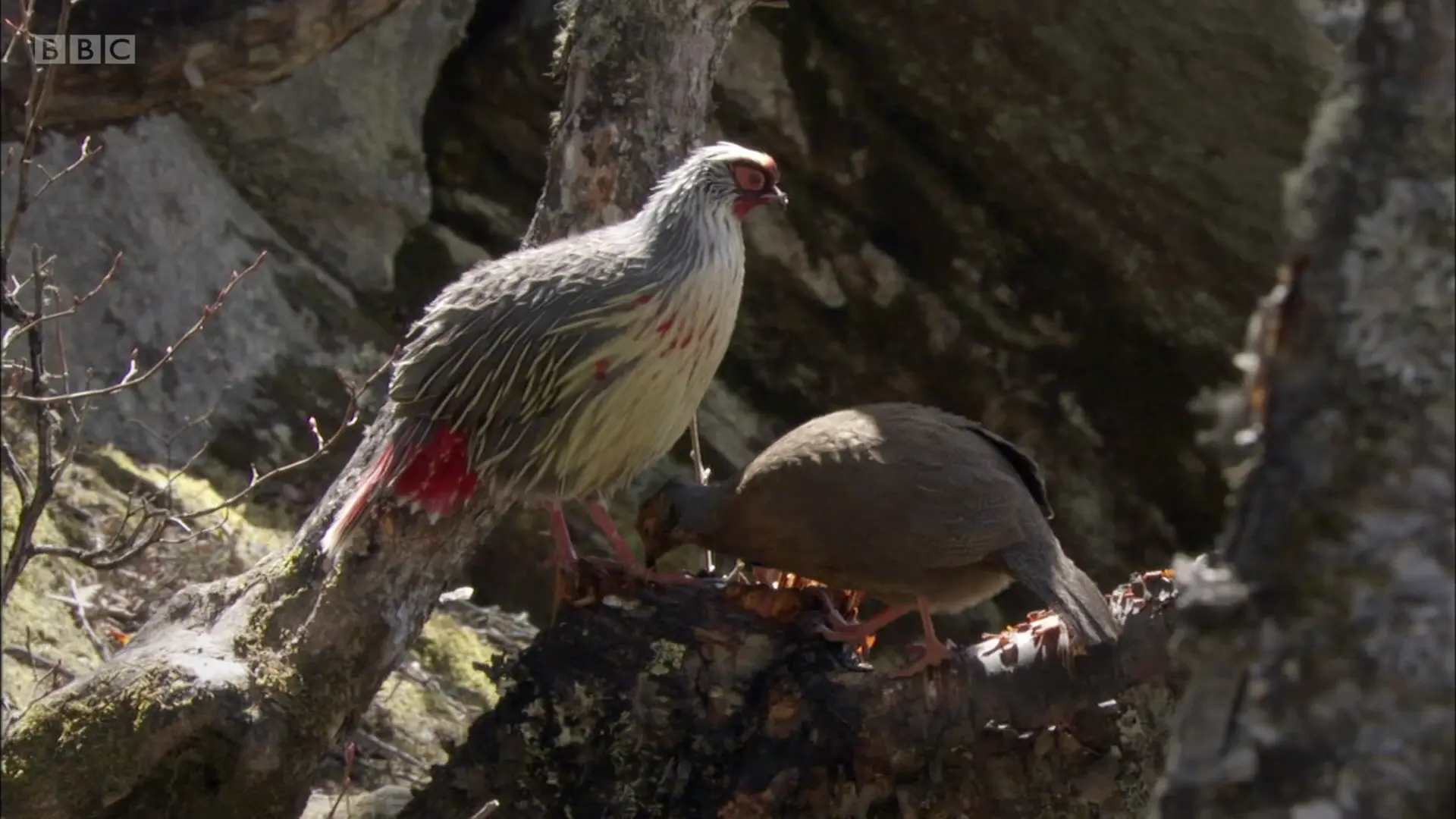 Blood pheasant (Ithaginis cruentus) as shown in Planet Earth - Mountains